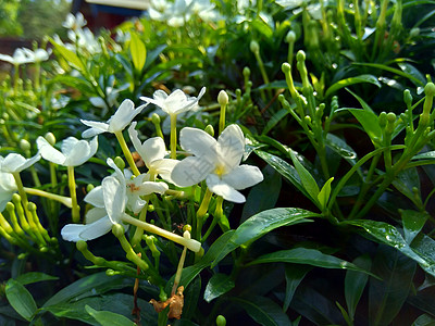 特写具有自然背景的绿色栀子花 栀子花 茉莉花 茉莉花 danh danh 茉莉花 这种植物在传统中药中被用来排火黑纱衬套生长植物图片