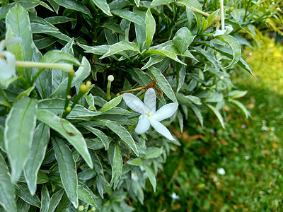 特写具有自然背景的绿色栀子花 栀子花 茉莉花 茉莉花 danh danh 茉莉花 这种植物在传统中药中被用来排火美丽花瓣草本植物图片