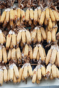 苏里的玉米棒子金子农场花园收获场地食物玉米芯生产管理谷物图片