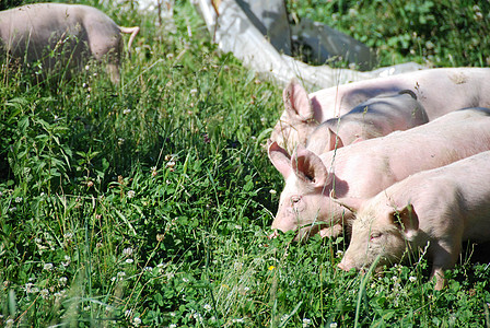 一些小猪在草地里跑来跑去荒野哺乳动物乐趣婴儿养猪场动物团体农业食物猪圈图片