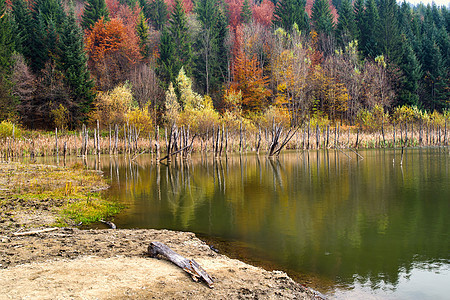 反映水中的枯树干图片