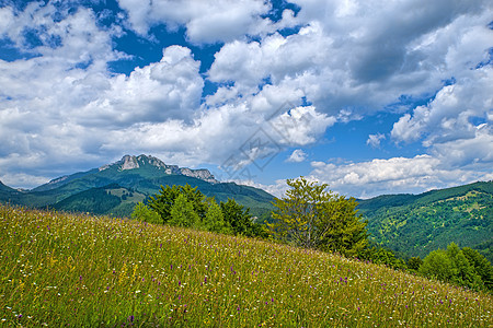野花牧场和背景中的山丘图片