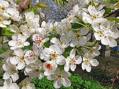鲜花中的梨树图片