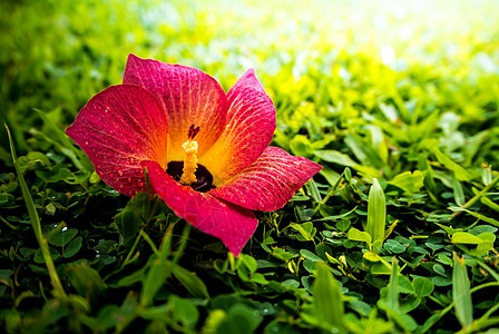 红花落在绿草上场地草皮花园花瓣绿色草地植物环境背景图片