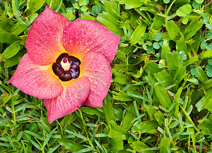 红花落在绿草上绿色植物环境场地花园花瓣植物群背景图片