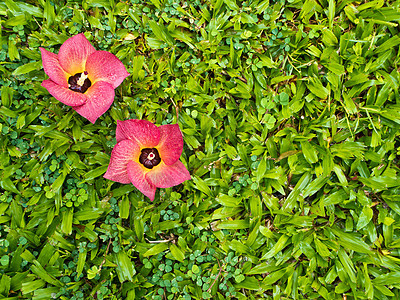 红花掉在绿色上场地草地环境花瓣草皮植物群植物花园图片