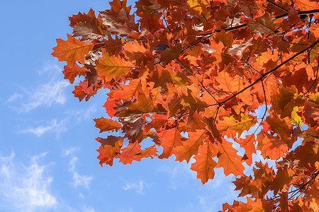 美丽的秋秋背景棕色森林黄色天空季节橙子叶子蓝色太阳场景图片