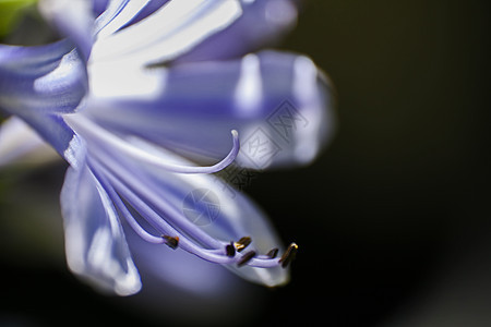 Agapanthus 单花在宏中 13090图片