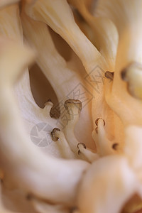 牡蛎小马歇室的纹理组 健康的素食背景 详细的宏观特写图片