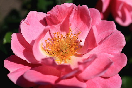 花朵粉红 花瓣和黄色的花纹 在萌芽中心美丽琴弦背景图片