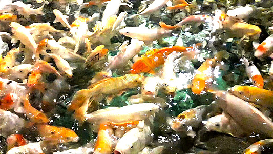 阳光明媚的夏日 池塘里很多饥饿的橙子鱼金子星星采摘宠物配种橙子钓鱼灯光球衣食物图片