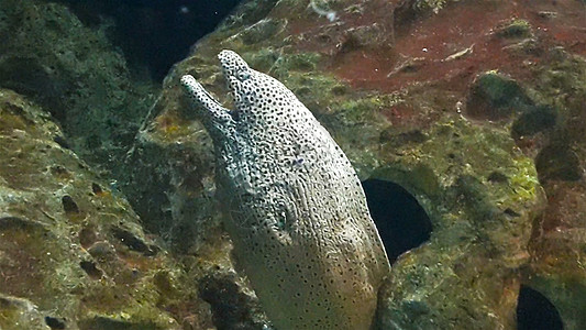 灰色热带鱼类从大水族馆岩洞中上升 特写淡水采摘海洋游泳星星旅行球衣珊瑚粉末镜片图片