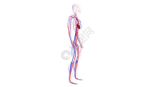 从头到脚计算机生成的人体循环系统解剖图  3d 渲染血管 科学背景躯干流动解剖学插图健康器官蓝色身体脚趾毛细血管图片