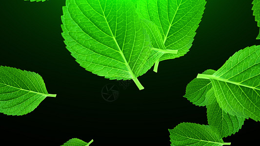飘落的绿叶 3D 渲染 计算机生成的美丽抽象背景流动叶子问候语小路电脑运动产品味道插图季节图片