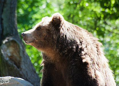 大棕熊哺乳动物荒野危险捕食者岩石主题野生动物动物白色图片