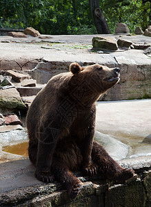 棕熊在城市动物园野生动物石头哺乳动物食肉毛皮荒野爪子动物园动物捕食者图片