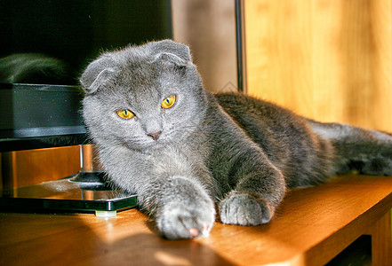 躺在桌上的长毛灰猫黄色宠物灰色动物哺乳动物羊毛桌子晶须毛皮头发图片