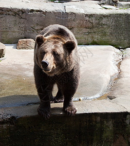城市动物园的大棕熊野生动物棕色毛皮岩石荒野力量公园动物捕食者危险图片