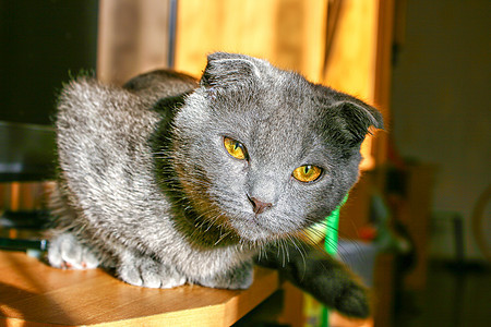 躺在桌上的长毛灰猫眼睛头发黄色晶须哺乳动物宠物桌子动物毛皮羊毛图片