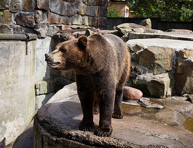城市动物园的大棕熊力量棕色公园食肉岩石荒野野生动物动物毛皮捕食者图片