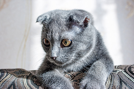 躺在沙发上的长毛灰猫哺乳动物黄色宠物毛皮羊毛眼睛动物头发晶须灰色图片