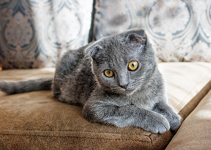 躺在沙发上的长毛灰猫宠物哺乳动物灰色动物羊毛头发晶须黄色眼睛毛皮图片