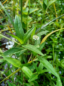 与自然背景 这种植物是向日葵科的一种植物草本植物菊科白头花园噻吩旱莲草叶子荒野染料杂草图片