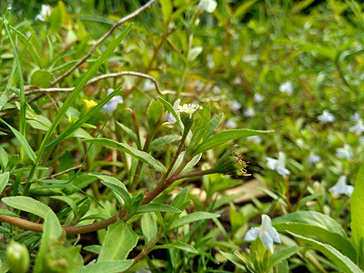 与自然背景 这种植物是向日葵科的一种植物粘液荒野杂草雏菊花园皮肤噻吩智慧染料草本植物图片