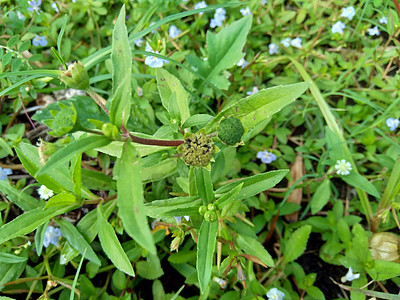 与自然背景 这种植物是向日葵科的一种植物雏菊花园白头向日葵杂草粘液草本植物荒野菊科噻吩图片