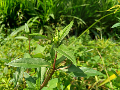 与自然背景 这种植物是向日葵科的一种植物草本植物旱莲草荒野粘液向日葵雏菊白头菊科叶子噻吩图片