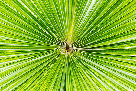 特写条纹的棕榈绿 lea森林植物花园植物群绿色生长丛林叶子雨林热带图片