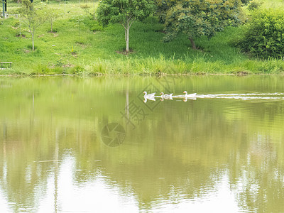 一群鸭子在宁静的湖里游泳图片