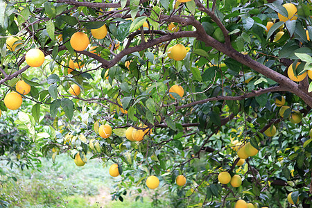 橙枣树的枝子 果实茂密树叶植物群叶子植物学花园森林异国公园情调植物图片