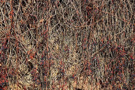 墙上长满了野葡萄和落叶干旱荒野树叶尘土杂草树木植物异国公园棕色图片