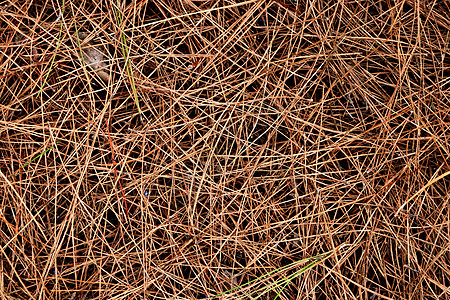 干松针纹理 森林底底背景 棕色干壁针的背景热带植物学植物情调松树干旱尘土异国图片
