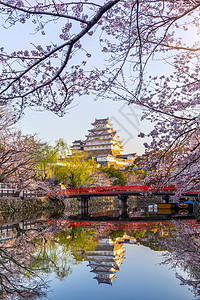 樱花和城堡 在日本冰地观光旅游遗产历史建筑学季节地标花园公园吸引力图片