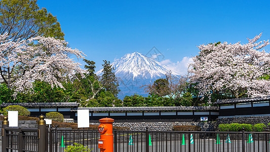 春天的藤山和樱花 在日本的藤野宫场景公园节日树木观光火山顶峰旅行风景公吨图片