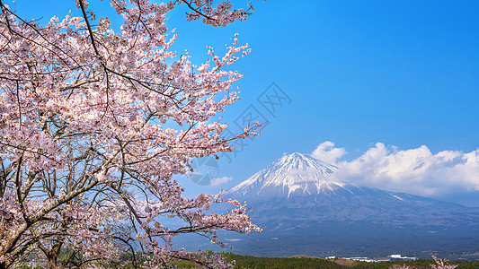 春天的藤山和樱花 在日本的藤野宫公园花园地标观光天空顶峰季节公吨风景节日图片