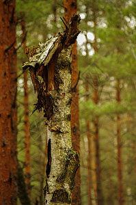 森林中的断树干 桦树干 风图片