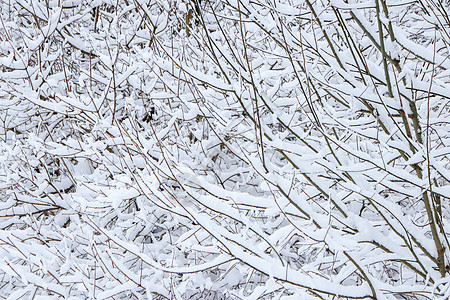 雪下布希树枝 冬季雪林背景木头树木旅行阳光天气季节分支机构荒野衬套天空图片