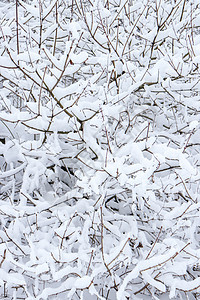 雪下布希树枝 冬季雪林背景木头荒野公园衬套阳光天空树木分支机构旅行天气图片