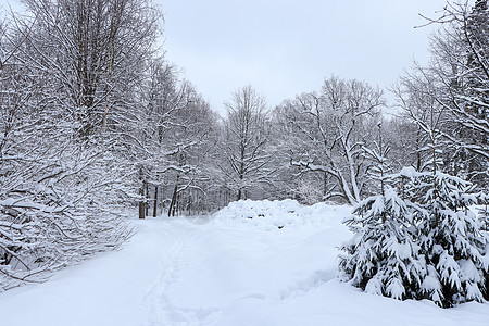 雪上有痕迹的森林景观图片