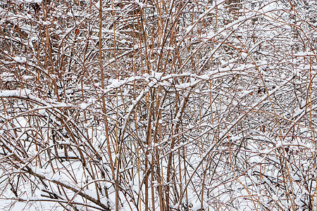 雪下布希树枝 冬季雪林背景树木天空木头分支机构季节衬套荒野公园天气旅行图片