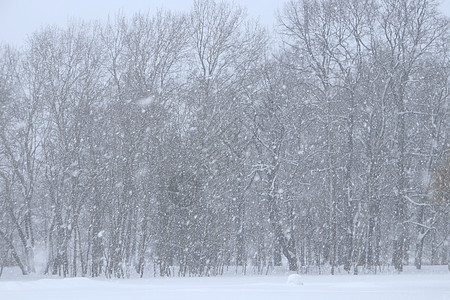 风雪和林木在背景上 可见度差的雪天天空旅行天气荒野木头飞行季节阳光树木公园图片