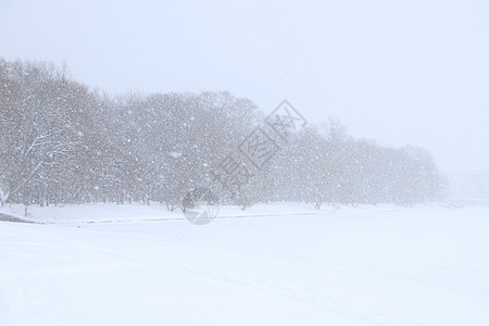 地平线上有树木林的雪景 天气恶劣 可见度差图片