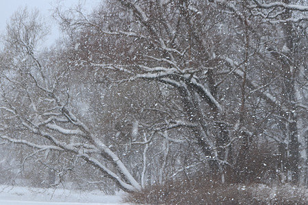 风雪与树木景色 可见度差的雪天气图片