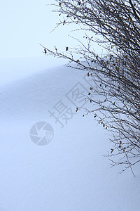 雪流与灌木枝 寒冷的冬天背景阳光木头天气旅行公园季节荒野天空树木图片