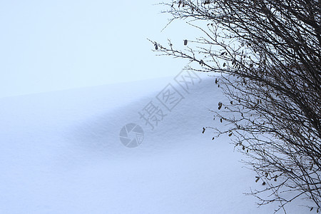 雪流与灌木枝 寒冷的冬天背景季节分支机构旅行天空天气树木荒野木头衬套阳光图片