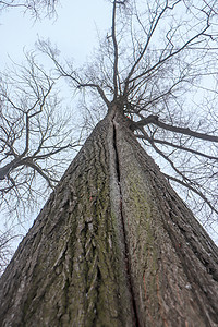 大树 长弯曲 底部视图木头天气天空荒野季节裂缝旅行树木分支机构公园图片