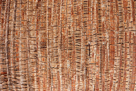 棕榈树皮花纹纹理 热带树干背景 异国情调的木材背景宏观棕色图片